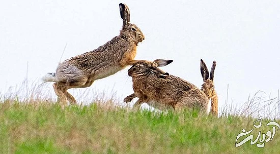 تصاویر منتخب حیات وحش در یک هفته